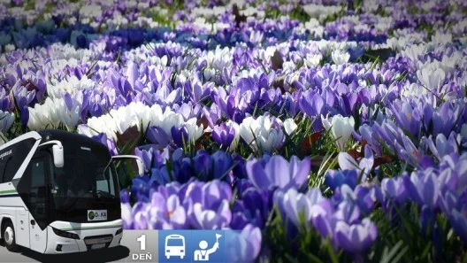 Kvitnúce krokusy v Chocholovskej doline a relax v termáloch