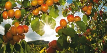 Slávnosť marhúľ a kláštor Klosterneuburg