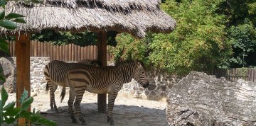 Zájazd do Bojníc - zámok a ZOO