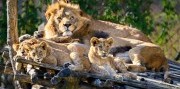 Zájazd do zlínskej ZOO a na zámok Lešná