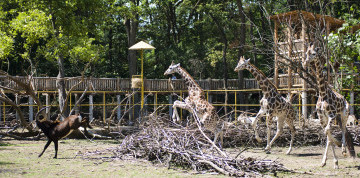 Zájazd do ZOO v Nyiregyháza