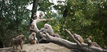Zájazd do ZOO v Nyiregyháza