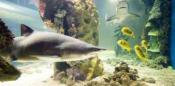 Zájazd do ZOO v Nyiregyháza