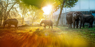 Zájazd do ZOO v Nyiregyháza