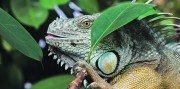 Zájazd do Budapešti s návštevou Tropicaria Oceanaria