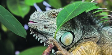 Zájazd do Budapešti s návštevou Tropicaria Oceanaria