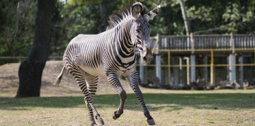 Zájazd do ZOO v Nyiregyháza