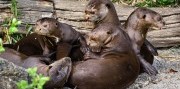 Zájazd do zlínskej ZOO a na zámok Lešná