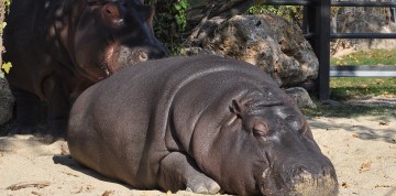 Jeden deň v Schonbrunne s návštevou ZOO