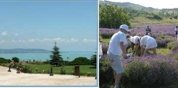 Levanduľové týždne v Tihany