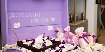 Levanduľový festival na Morave a mesto fontán Olomouc
