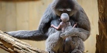 Zájazd do zlínskej ZOO a na zámok Lešná