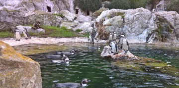 Jeden deň v Schonbrunne s návštevou ZOO