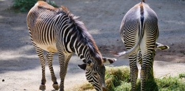 Show delfínov a ZOO v Norimbergu