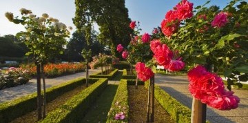 Badenské dni ruží v Baden bei Wien