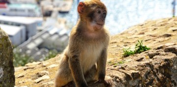 Malaga a Gibraltar – kontrasty Stredomoria letecky
