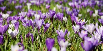 Kvitnúce krokusy v Chocholovskej doline a relax v termáloch