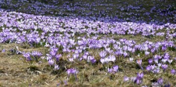 Kvitnúce krokusy v Chocholovskej doline a relax v termáloch