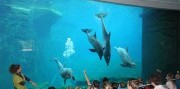 Show delfínov a ZOO v Norimbergu