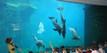Show delfínov a ZOO v Norimbergu