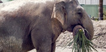 Zájazd do Bojníc - zámok a ZOO