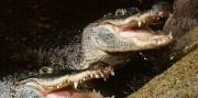 Zájazd do Budapešti s návštevou Tropicaria Oceanaria
