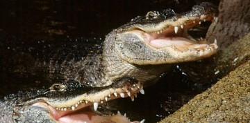 Zájazd do Budapešti s návštevou Tropicaria Oceanaria