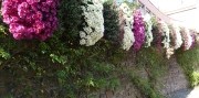 Festival chryzantém v Lahri – najkrajšie jesenné mesto Nemecka