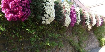 Festival chryzantém v Lahri – najkrajšie jesenné mesto Nemecka
