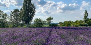 Levanduľové týždne v Tihany