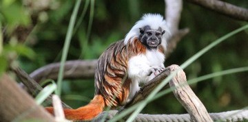 Deň na zámku Herberstein s návštevou ZOO