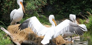 Deň na zámku Herberstein s návštevou ZOO