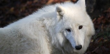 Deň na zámku Herberstein s návštevou ZOO