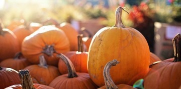 Tekvicové slávnosti s ochutnávkou vína