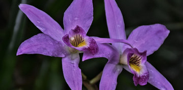 Za orchideami a krásami slovinského Pomurja