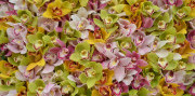 Za orchideami a krásami slovinského Pomurja