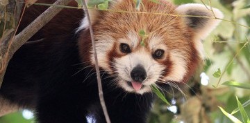 Deň na zámku Herberstein s návštevou ZOO