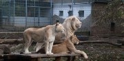 Zájazd do ZOO v Nyiregyháza