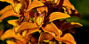 Za orchideami a krásami slovinského Pomurja