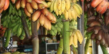 Letecký zájazd na exotickú Srí Lanku