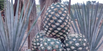 Mexiko a tajuplný Yucatán