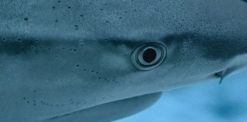 Zájazd do Budapešti s návštevou Tropicaria Oceanaria