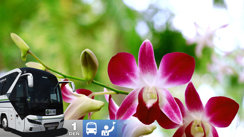 Za orchideami a krásami slovinského Pomurja