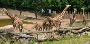Zájazd do Brna s návštevou ZOO