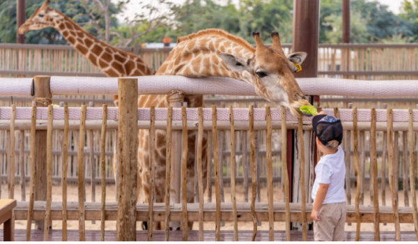 Kŕmenie žirafy v zoo