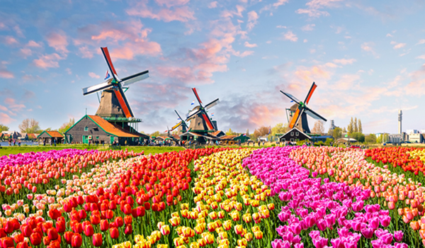 Kultová holandská scenéria: Polia farebných tulipánov (červených, ružových, žltých) so skupinou tradičných veterných mlynov v Zaanse Schans.