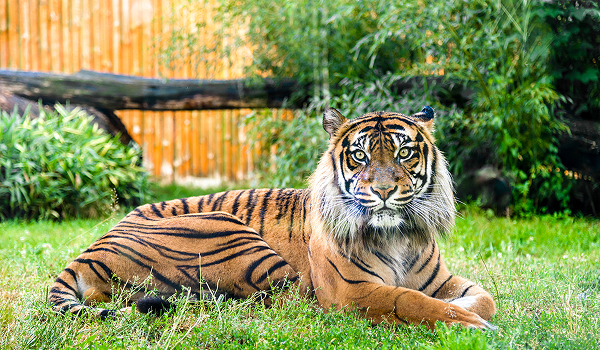 Majestátny tiger odpočívajúci v zelenej tráve je jedným z mnohých fascinujúcich exotických zvierat, ktoré môžete obdivovať pri návšteve populárnej ZOO Vroclav.
